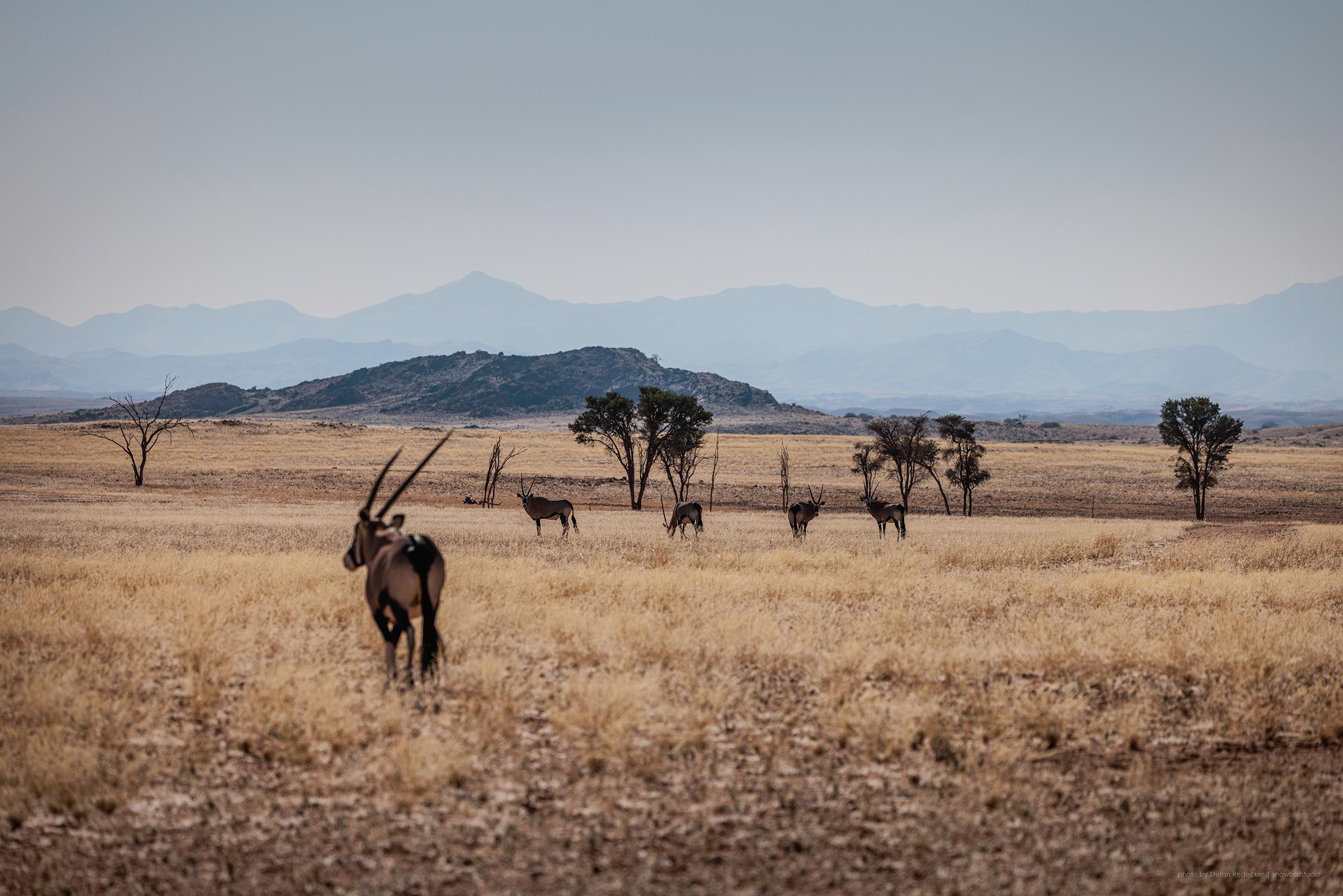 Oryx antelope standing in golden Namib Desert landscape with mountains in the background